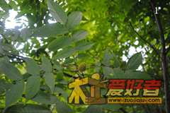 枝干与树皮的秘密