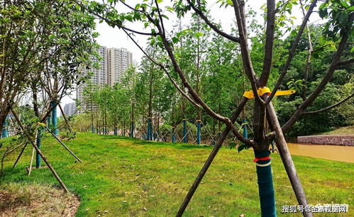 红光照明， 加速切口细胞分裂