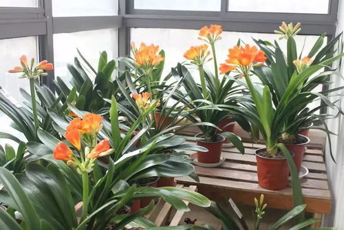 君子兰通常在哪个季节开花？它的开花时间有什么规律吗