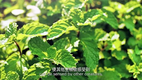 薄荷滋养之道