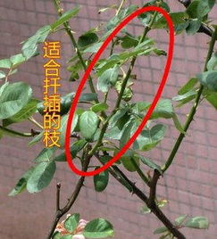 夏季月季花扦插的最佳时间和具体方法是怎样的