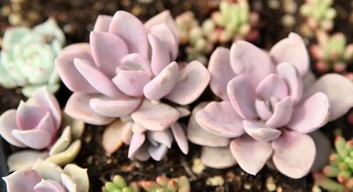 广东高温下毛茛的生存危机