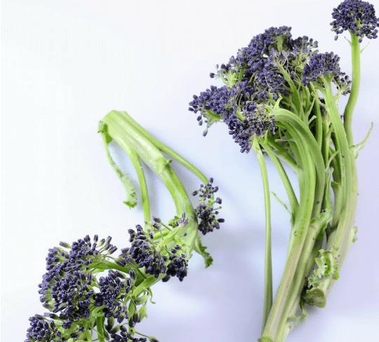 西兰花最佳播种时间是什么季节？适合在哪个时间段种植