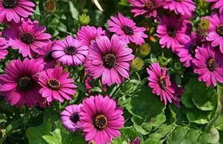 万寿菊：恶臭驱蚊， 美丽动人