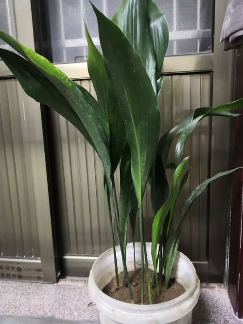 一叶兰叶子发黄怎么办？是土壤问题还是病虫害
