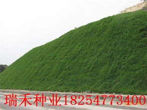 马尼拉草后期养护：修剪、 施肥、灌溉