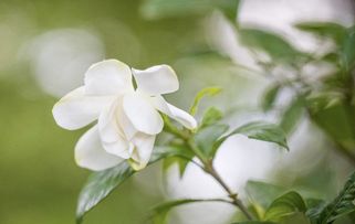 栀子花叶子枯焦之谜：是水多了还是少了？