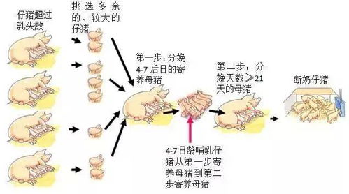 科学断奶与合理寄养，提升成活与增重效率
