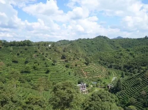 乐昌沿溪山茶叶价格一览：一罐茗悦多少钱？
