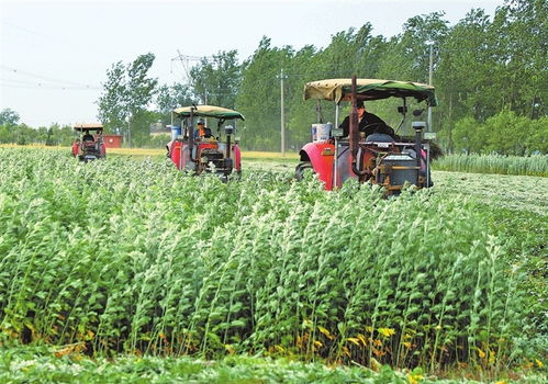 艾草之乡的艾草品质揭秘