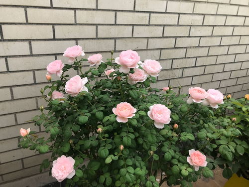 瑞典女王：花量大，四季开花，抗病性强