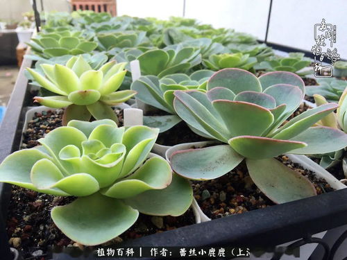 山地玫瑰休眠期养护，如何避免烂根