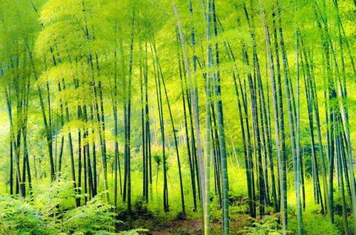 竹子属于什么植物？这些关于竹子的知识你了解多少
