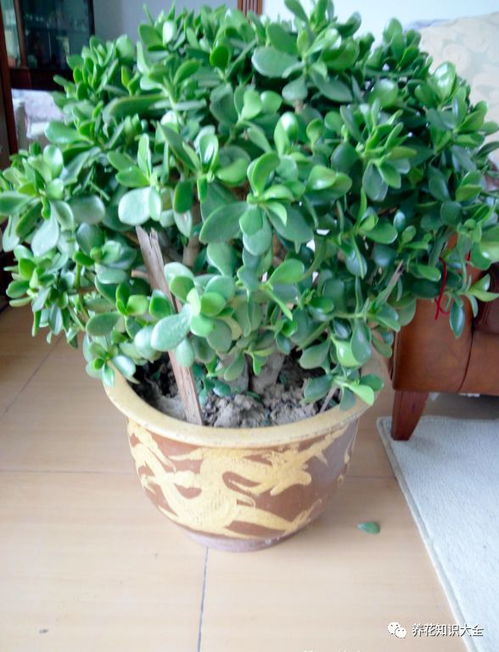 郁金香：色彩鲜艳， 春季蕞受欢迎