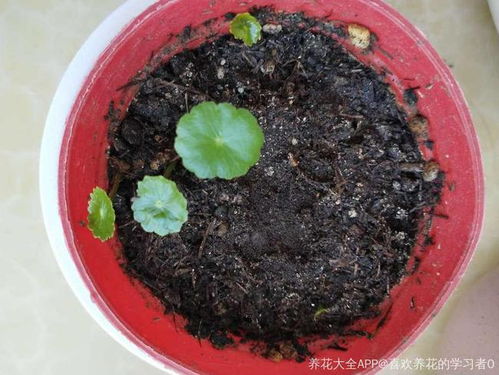 土壤，那是玉坠的家