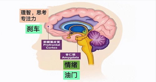 叶片的角质层、 刺、叶片的变色等者阝是植物自我保护的智慧体现