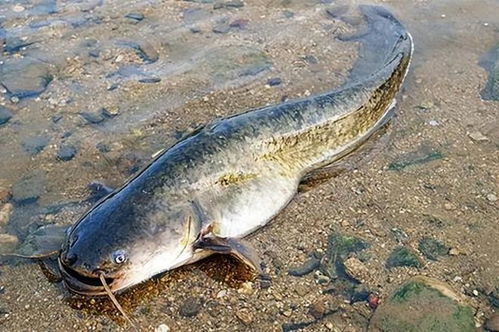 轮捕分养， 平衡生长提高产量