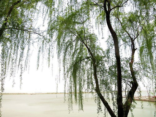 江南河边湿地植物：赔钱货还是摇钱树？