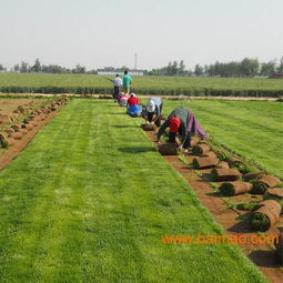 辽宁地区草坪种植， 耐寒抗盐碱的品种推荐