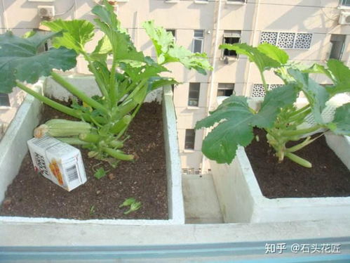 2. 西葫芦：种植简单， 产量高
