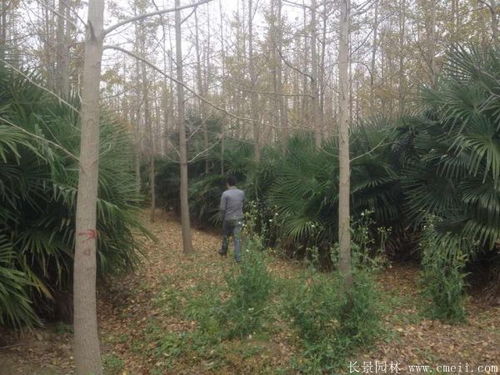 北方哪些地区适合种植棕榈树？