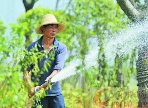 三、 夏秋高温，苗木如何合理浇水