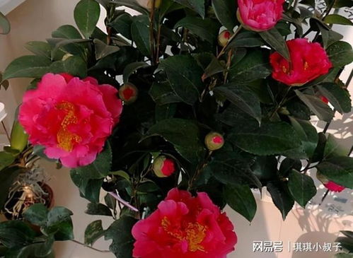 中国花卉文化的发展