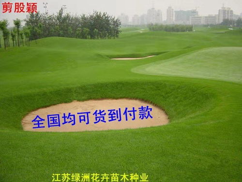 夏天高温环境下草坪种子适合种植吗？