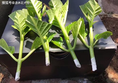 景天玉树如何剪枝？扦插成功率如何提高