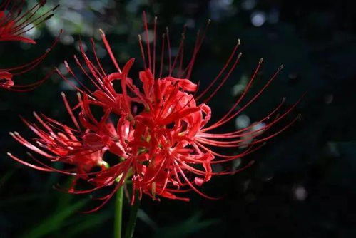 红叶石楠的花朵色彩之谜