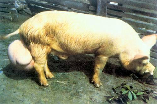 如何有效防治猪布氏杆菌病？