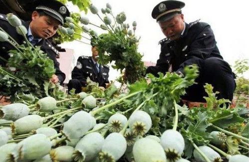 博落回种植时间南北差异大不大？