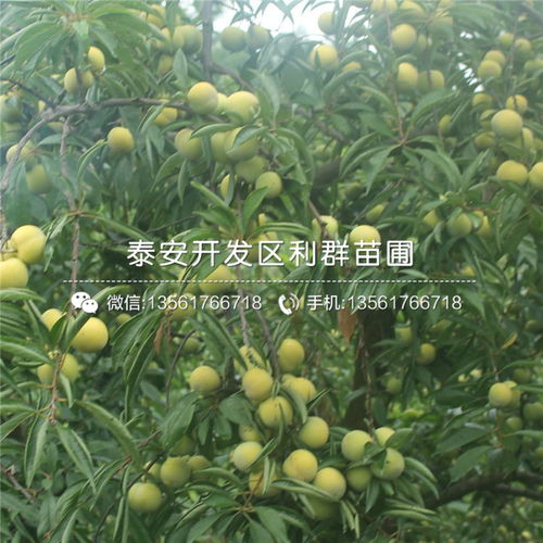 性价比高的桔子树推荐