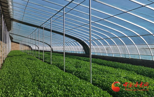 二氧化碳发生器助力大棚高效种植，提升农资效益