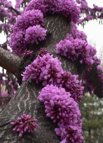 铁线莲：藤本皇后