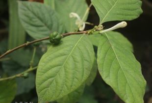 楝树那独特的liàn音，是否也映射出它生态之美中的和谐与坚韧？