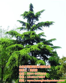 雪松价格大揭秘