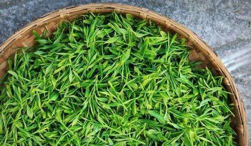 园洲雪芽茶价格一览：长寿桥茶叶市场行情速览