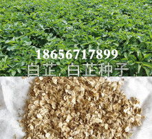 第四步：种子表面的蜡质层要保护