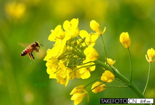 玩乐花卉中常见蝴蝶、蜜蜂等昆虫，它们以花为食