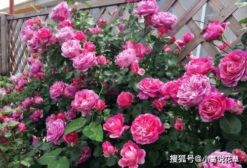 地栽藤本月季在生长期间如何科学合理施肥