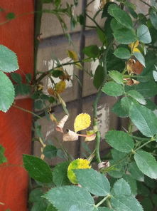 藤本月季叶子发黄，问题多多，怎么办？