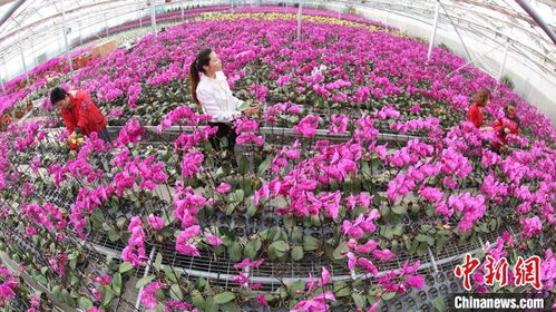 蝴蝶兰适合在新疆吗？