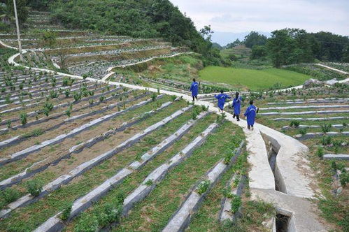 山地种植的耐阴抗病草种清单