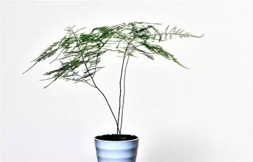 文竹开花了怎么收集种子呢