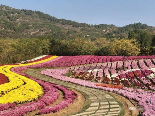 探索中国花海的特色之路：内外联合， 共谋发展