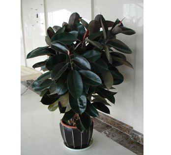 四、橡皮树和吊兰：室内外的绿意