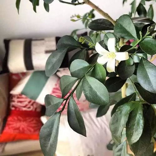 “花卉选购指南，如何挑选最适合的家居绿植