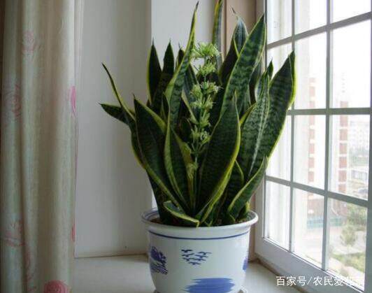 绿萝：空气净化的小嫩手