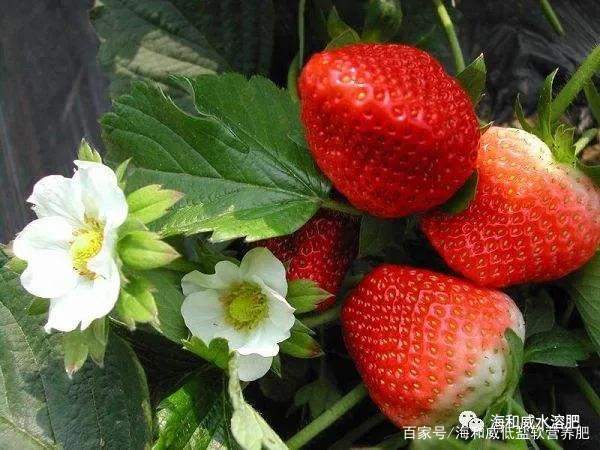 草莓一年可以收获几次？这样管理产量翻倍